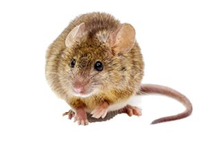 Καταπολέμηση Τρωκτικών